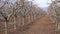 pruned apple orchard in winter