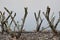 Pruned Bottlebrush shrubs (Callistemon) in a mulched garden.