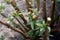 Pruned branch of a butterfly bush growing fresh new leaves, garden plant care, pruned tree budding
