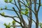 Pruned common lime tree, also known as the common linden or tilia Ã— europae. Photographed against a blue sky in Northolt in