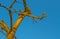 Pruned fruit tree in a blue sky in sunlight at fall