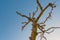 Pruned fruit tree in a blue sky in sunlight at fall