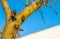 Pruned fruit tree in a blue sky in sunlight at fall