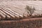 Pruned grape vines protected by anti hail nets