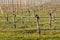 Pruned grapevine trunks in vineyard at early spring