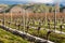 Pruned grapevine in vineyard