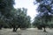 pruned high to prevent deer from eating the olives