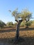 Pruned Olive Tree