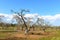 Pruned olive trees, Avetrana (Italy)