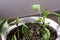Pruned pepper plants, potted in a plastic bucket at house balcony. Home gardening. Close-up shot.