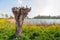 Pruned pollard willow tree