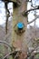 pruned and  protected apple tree in an orchard