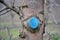 pruned and protected  apple tree in an orchard