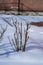 Pruned rose bush grows in a layer of white sparkling snow in winter