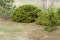 pruned spruce in the garden