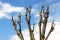 Pruned Tree on a Blue Sky