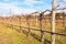 Pruned vines in the vineyard in winter sunny day.