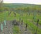 Pruned vineyard. Pruned vineyard before starting to blossom. Traditional agriculture. Rural vineyard