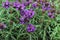 Prunella grandiflora called as large flowered selfheal.