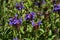 Prunella grandiflora purple flower