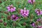 Prunella grandiflora Summer Rose, pink selfheal.