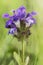 Prunella hyssopifolia self-heals beautiful deep purple flower growing among grasses in a mountain meadow