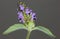 Prunella vulgaris, Common self-heal, Heal all