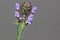 Prunella vulgaris, Common self-heal, Heal all