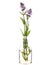 Prunella vulgaris common self-heal or heal-all in a glass vessel on a white background