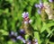 Prunella vulgaris flower, known as common self heal, heal all, woundwort, heart of the earth, carpenters herb, brownwort and blue