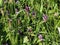 Prunella vulgaris flower, known as common self heal, heal all, woundwort, heart of the earth, carpenters herb, brownwort and blue