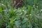 Prunella vulgaris  is a herbaceous plant in the genus Prunella.