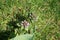 Prunella vulgaris  is a herbaceous plant in the genus Prunella. Berlin, Germany
