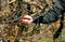 Pruning apple tree