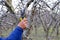 Pruning apple tree