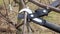 Pruning apple tree branches with secateurs