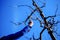 Pruning apple tree in middle of march image