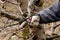 Pruning apple tree in an orchard in winter