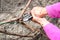 Pruning apple trees in spring. Secateurs remove excess branches.