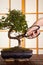 Pruning a bonsai tree