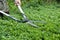 Pruning bushes in the garden with large garden shears