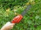 Pruning a buxus hedge with a mini hedge trimmer