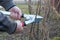 Pruning currant bush