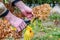 Pruning of dried flowers in the autumn garden. A gardener cuts a perennial hydrangea bush in his garden during the