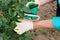 Pruning dried roses. Autumn work in the garden. Hands and secateurs in gloves. selective focus