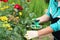 Pruning dried roses. Autumn work in the garden. Hands and secateurs in gloves. selective focus