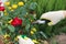 Pruning dried roses. Autumn work in the garden. Hands and secateurs in gloves. selective focus