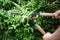 Pruning evergreen boxwood, using hedge shears