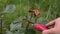 Pruning a faded rose with pruning shears in the garden. Gardening and floriculture. Care and cultivation of roses on the