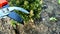 Pruning the garden in early spring. A gardener\'s hand in a work glove cuts dry boxwood branches.